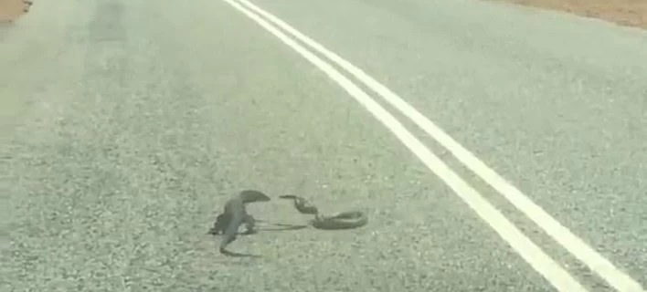 Επική μάχη μεταξύ σαύρας και φιδιού (βίντεο)